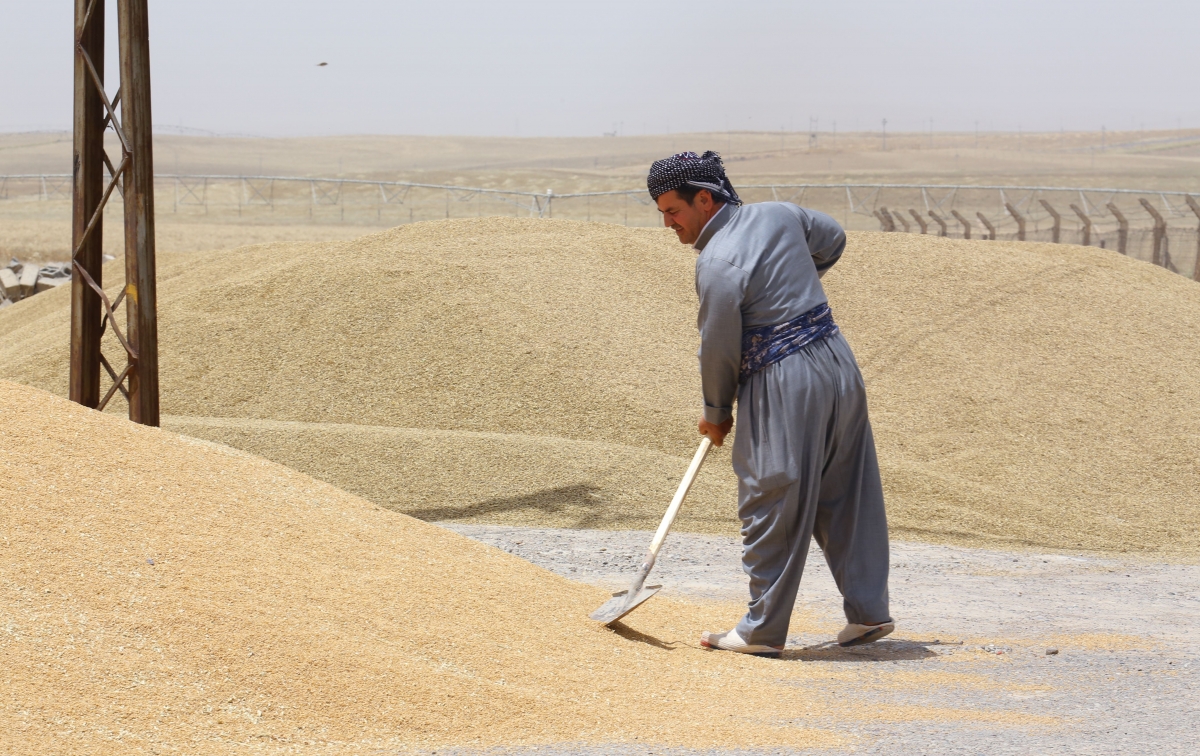 ناوى جووتیاران بۆ وەرگرتنى بەرهەمى گەنمەکەیان تۆمار دەکرێت